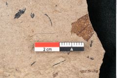 Foto (Detailansicht) von Pinus palaeostrobus Ettingshausen (NHMW-GEO-2024-0188-8263)